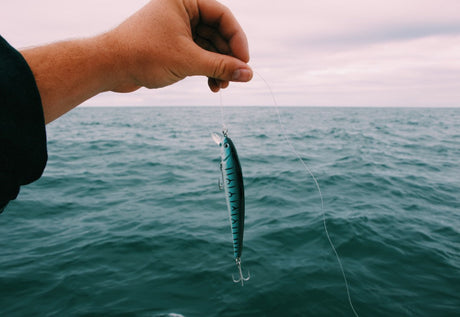 As 5 Melhores Amostras para Robalo